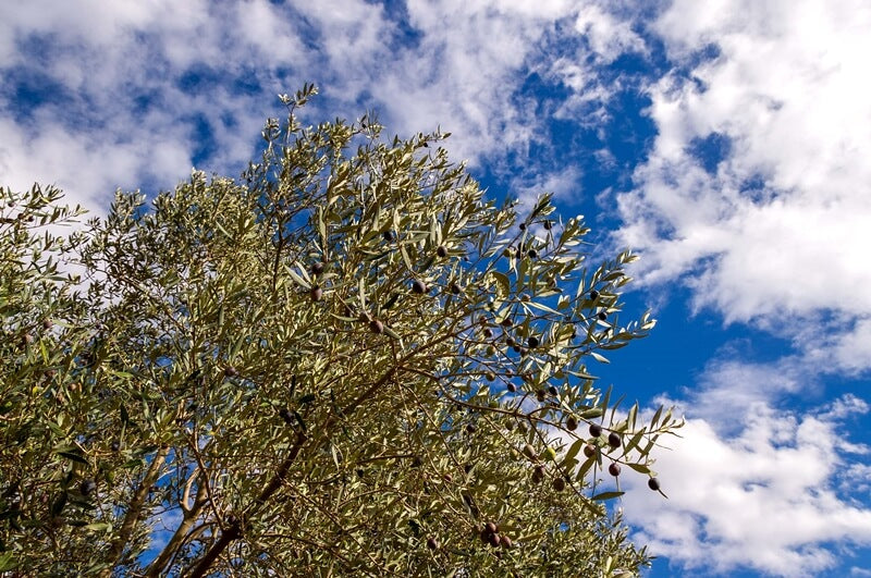 Olive tree; branches full of olives with a partly cloudy sky on the background